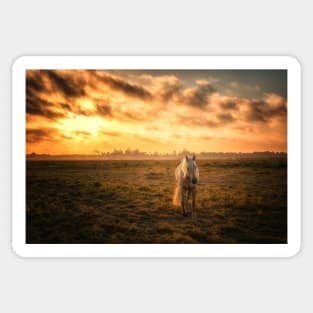 Horse Walking at Sunset Sticker